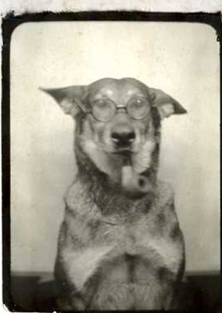 pet photo restoration