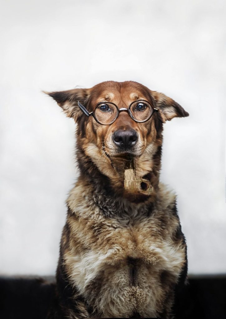 pet photo restoration