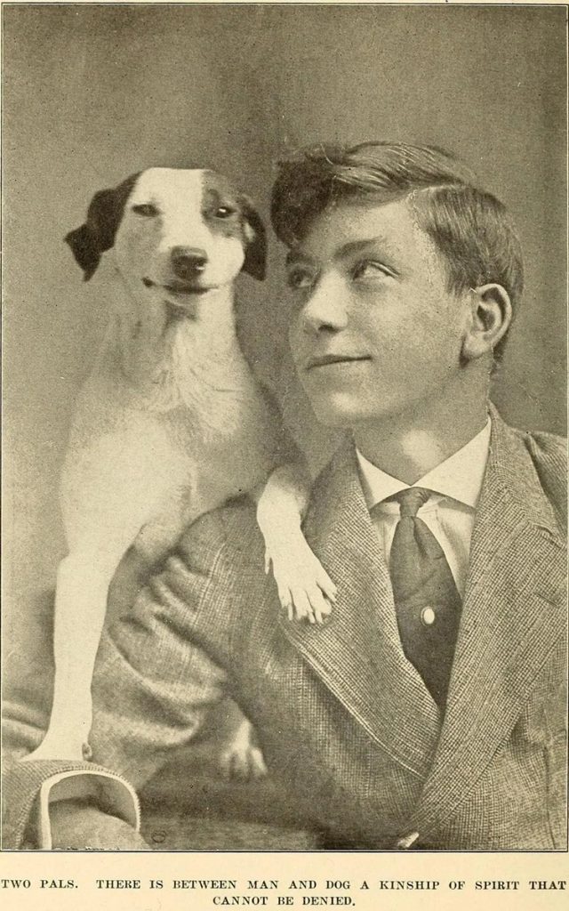 *NEW* Pet Photo Restoration Gallery 22 photo restoration example photo jack russel