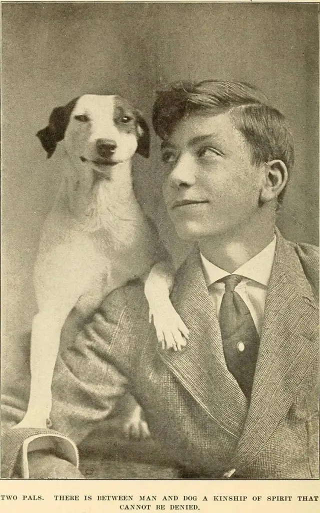 *NEW* Pet Photo Restoration Gallery 39 photo restoration example photo jack russel