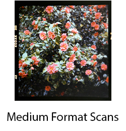 Medium Format Scans