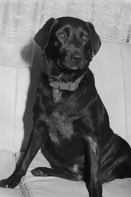 pet photo-restoration-service-melbourne 1