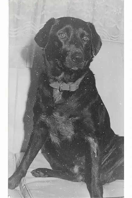 pet photo-restoration-service-melbourne 1