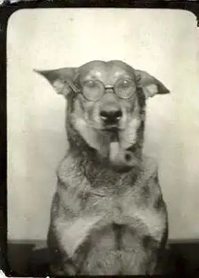 Photo Restoration Melbourne pet Photo Restoration Melbourne