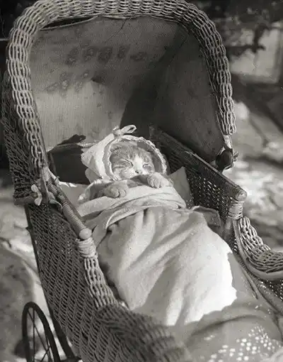 cat in the cradle 1 Melbourne Photo Restoration Rescue