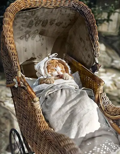 pet photo restoration cat in the cradle 1