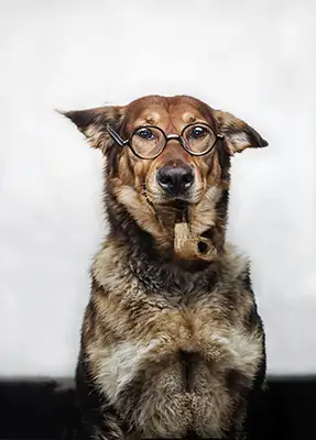 Photo Restoration Melbourne Pet Photo Restoration Melbourne