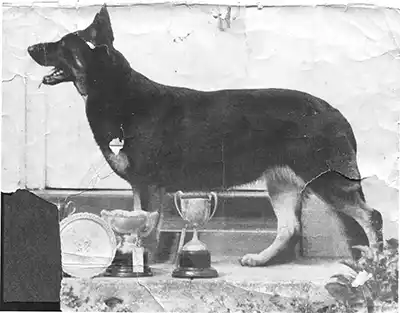 pet photo restoration melbourne 1a
