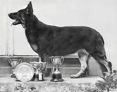 pet photo restoration melbourne 1a